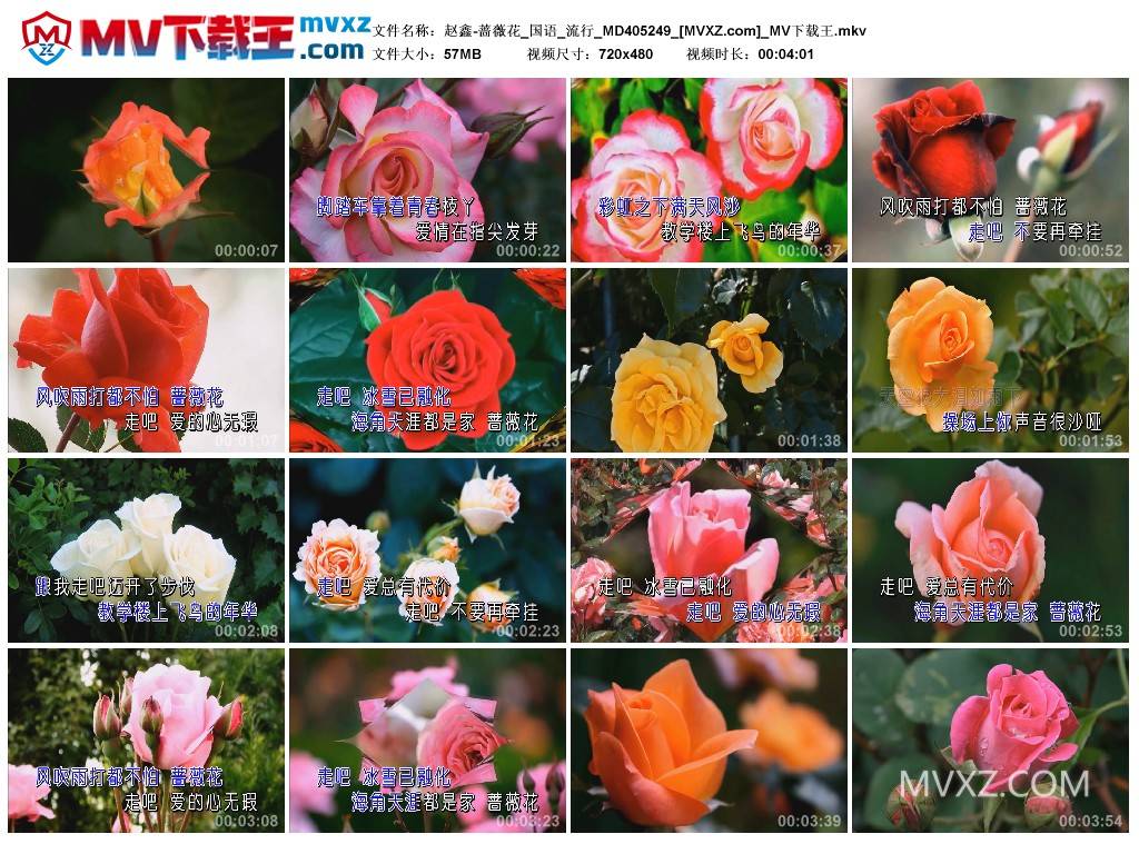 赵鑫-蔷薇花_国语_流行_MD405249